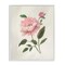 Stupell Industries Rosie Rose Flower Study Black Framed Giclee Art, design by Nan